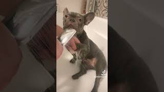 Light showering frenchbulldog dog puppy frenchie pets [upl. by Rohpotsirhc]