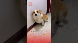 Lu đi hẹn hò và cái kết 😂😂 pets thucung funny dongvat viralvideo cute giaitri haihuoc dog [upl. by Llenaej]