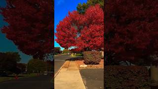 Autumn in USA a travellers guide 🍁youtubeshorts shortvideo shorts short nature [upl. by Cynde]