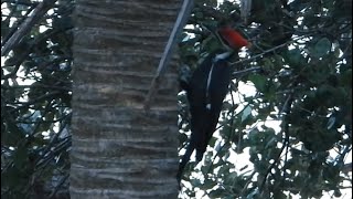 Pileated Woodpecker Peruses a Palm Tree [upl. by Norre]