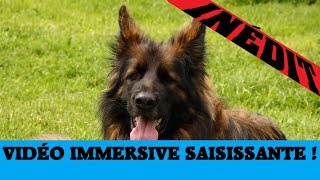 BERGER ALLEMAND  EDUCATION CHIEN CHIOT [upl. by Picco]