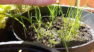 Update How to Grow Chives From Seed in Winter 23 [upl. by Dun]