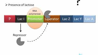 Lac Operon  regulation of gene expression in prokaryotes [upl. by Pall]