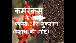 कमरकस के फायदे और नुकसान – kamarkas benefits and side effects in Hindi  kamarkas gond laddu panjiri [upl. by Attaynek]