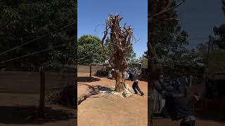 Concrete Fill Fails to Save Tree from Being Cut Down [upl. by Naujat]