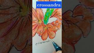 Drawing Crossandra  Botanika Malaya no 21 inktober2024 botanikamalaya [upl. by Suoiradal550]