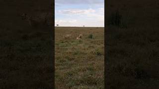 Hyena stealing meat from a cheetah foryou wildlifesafaris africansafari viralvideo trending [upl. by Osnohpla101]