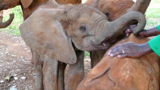 Kuishis Rescue  Sheldrick Trust [upl. by Nahsez559]