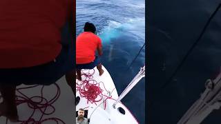 Wow nice hook fishing fishing fish tuna [upl. by Haukom]