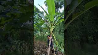 Cutting Banana farming banana bana [upl. by Zoa]