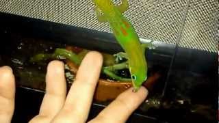 Phelsuma Laticauda [upl. by Inirt]