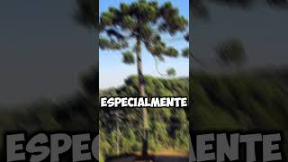 Araucaria em risco de extinção [upl. by Jacobina]