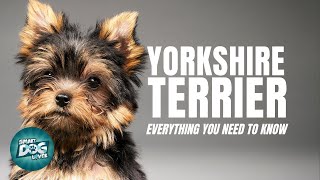 Yorkshire Terrier Dogs 101 Everything You Need To Know [upl. by Convery80]