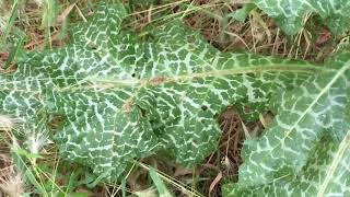 Silybum marianum Sitting with Plants Milk Thistle [upl. by Aynodal]