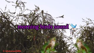 Morning Birds Sound  Relaxing Bird and Nature Sound  Birds Watching 🐦 ncsmusic [upl. by Elfstan]