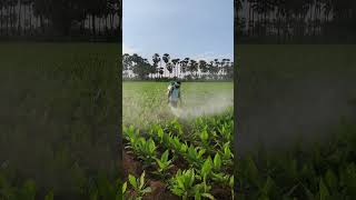 Spraying fungicides in turmeric crop  Mancozeb 75 WP  Carbendazim 50 WP  farming shorts [upl. by Marquet]