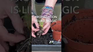 HOW TO PROPAGATE NEMESIA More free tutorials on my Insta anyathegardenfairy [upl. by Atnauqahs]