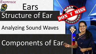 Ear 3 Components Structure amp Functions  Analyzing Sound Waves [upl. by Jocelyn]