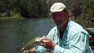 Brisbane River Bass by Barefoot [upl. by Aramad]