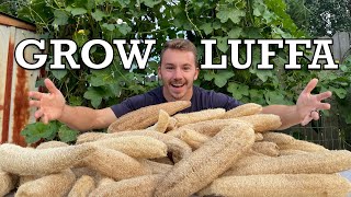 The Complete LuffaLoofah Growing Guide  What You Didn’t Know About Growing Luffa [upl. by Touber]