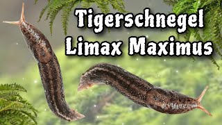 Tigerschnegel Limax Maximus Unboxing und ein paar Infos schnegel slugs [upl. by Leitman]