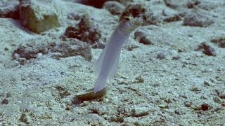 Jawfish Spits Out And Swallows Own Eggs [upl. by Obediah368]