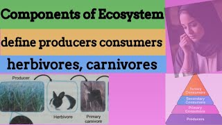 Components of ecosystem  define producers  what are consumers  define herbivores  carnivores [upl. by Jasmin519]