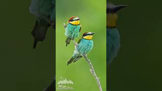 bee eater birds nature bird wildlifephotographer naturephotography wildlifephotography [upl. by Donnenfeld]