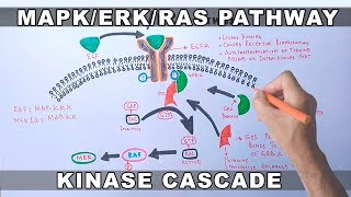 MAPKERK Signaling Pathway [upl. by Nodnelg]