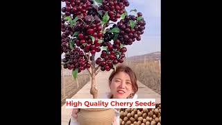 Quality cherry seeds This is a newly researched plant variety [upl. by Kcinomod]