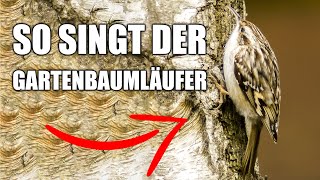 Gartenbaumläufer  Vogelstimmen lernen [upl. by Ainehs]