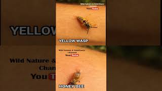 Wasp sting Vs Hone Bee sting  Can Bees amp Yellow Jacket pull out their stingers Hornet [upl. by Lore]