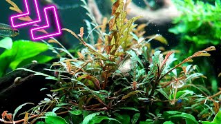 Different ways to grow Hygrophila Pinnatifida in your Aquarium [upl. by Raman]