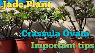 How Crassula Ovata can be turned into tree shape  important tips in Nepali  Gardening vlog [upl. by Menides822]