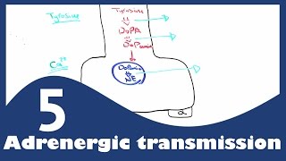 PharmaNotes Adrenergic Transmission [upl. by Braden]