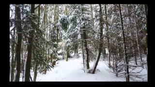 Tief verschneit im Winterwald [upl. by Saleem]