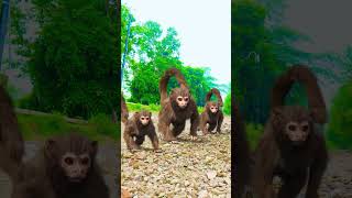 Trex Dinosaur Hunt Monkeys in Jurassic World [upl. by Adnah]