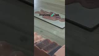 Anatomy lab 🧫🧫🥼🥼 [upl. by Archy536]