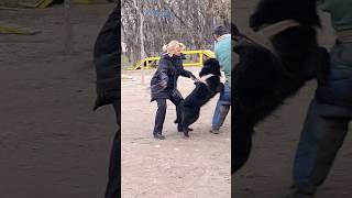 ‼️🔥Defender STRAZHODESSA Groenendaal Anzor Dog training GUARD Odessa Ukraine 2024 [upl. by Brockie176]