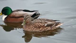 The Mallard Duck Natures Colorful Wild Duck  Birds of the Middle East birds birdslover [upl. by Lanuk]