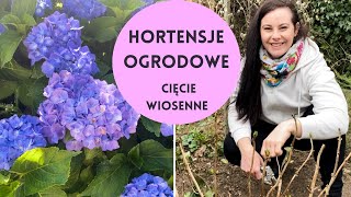 Hortensje ogrodowe przycinanie Hortensje cięcie wiosenne Pielęgnacja hortensji ogrodowych [upl. by Chuu]