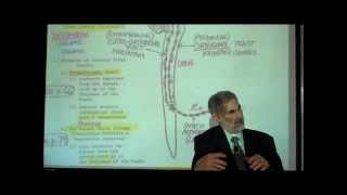 THE SPINAL CORD amp SPINAL TRACTS PART 2 by Professor Fink [upl. by Pollie]