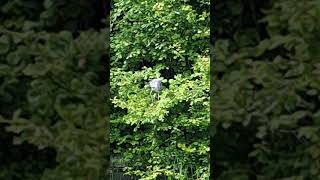 Pair of herons in the trees  Sankey canal [upl. by Elizabeth]