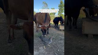 Every time we come see them they’re all together 😂 cattle homestead farmanimals [upl. by Euqinim]