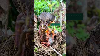 mother bird feeding babies nature [upl. by Winnah]