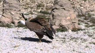 TelefericoBenalmadena amp Birds of Prey Show [upl. by Carolyne]