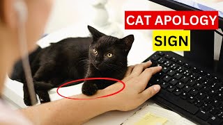 5 Hidden Signs Your Cat is Apologizing to You [upl. by Anaiq]