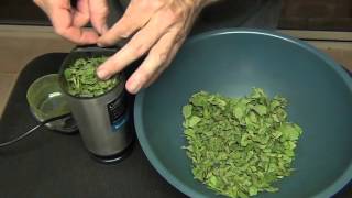 Powdering Moringa Leaves [upl. by Kery619]