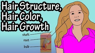 Structure Of Hair Follicle  Hair Color  How Does Hair Growth Work [upl. by Eiuol]