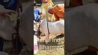 Vatsalya gramVrindavanMathurananhi nanhi Gau MataDiwali ke Shubh avsar per padharedidi maa [upl. by Ximenes]